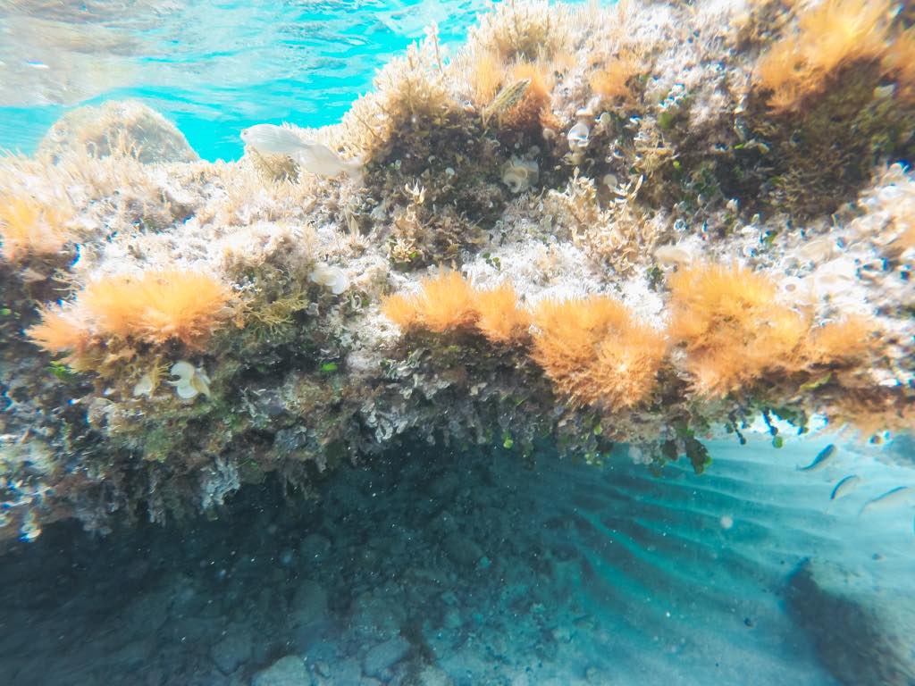 cala-na-clara-snorkel-mallorca