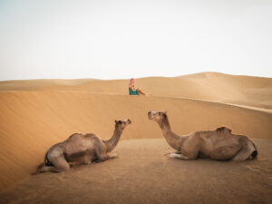 que-ver-en-nueva-Jaisalmer-desierto-del-thar