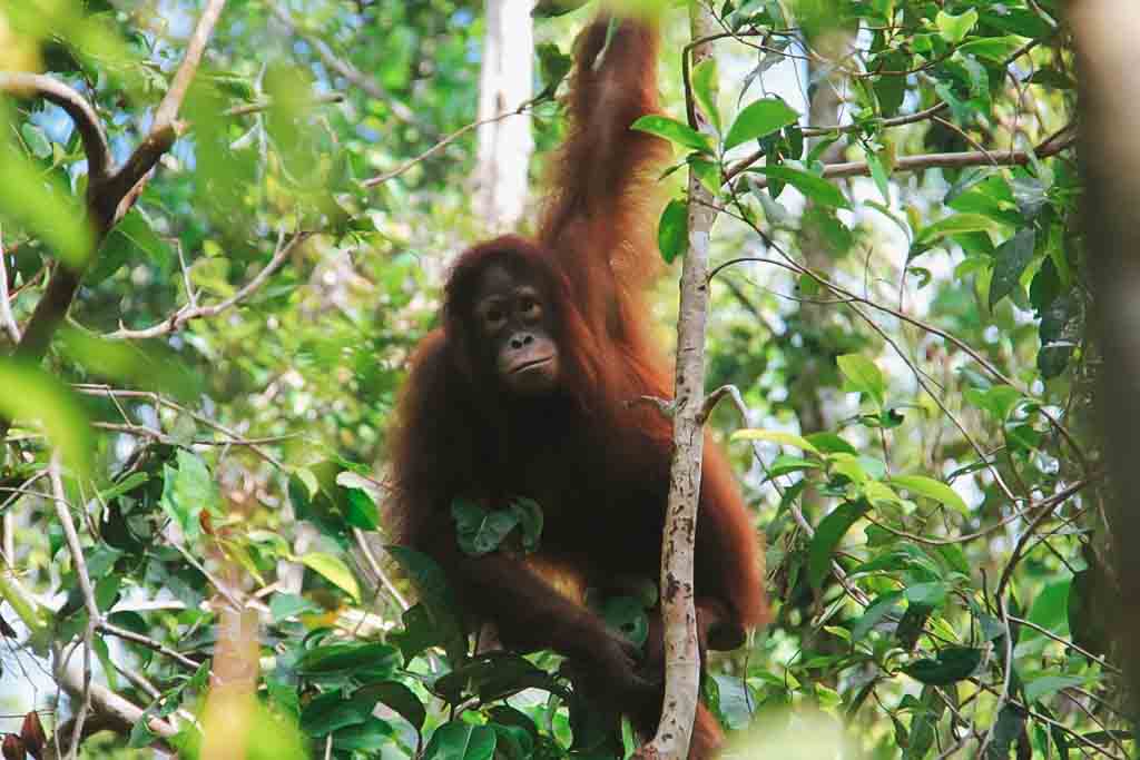 borneo-indonesia-por-libre-justwotravel