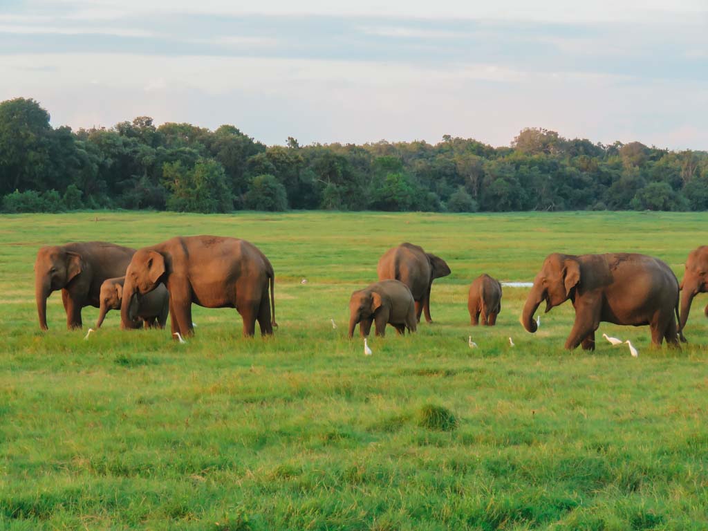 sri-lanka-por-libre-donde-dormir-en-kaudulla-justwotravel