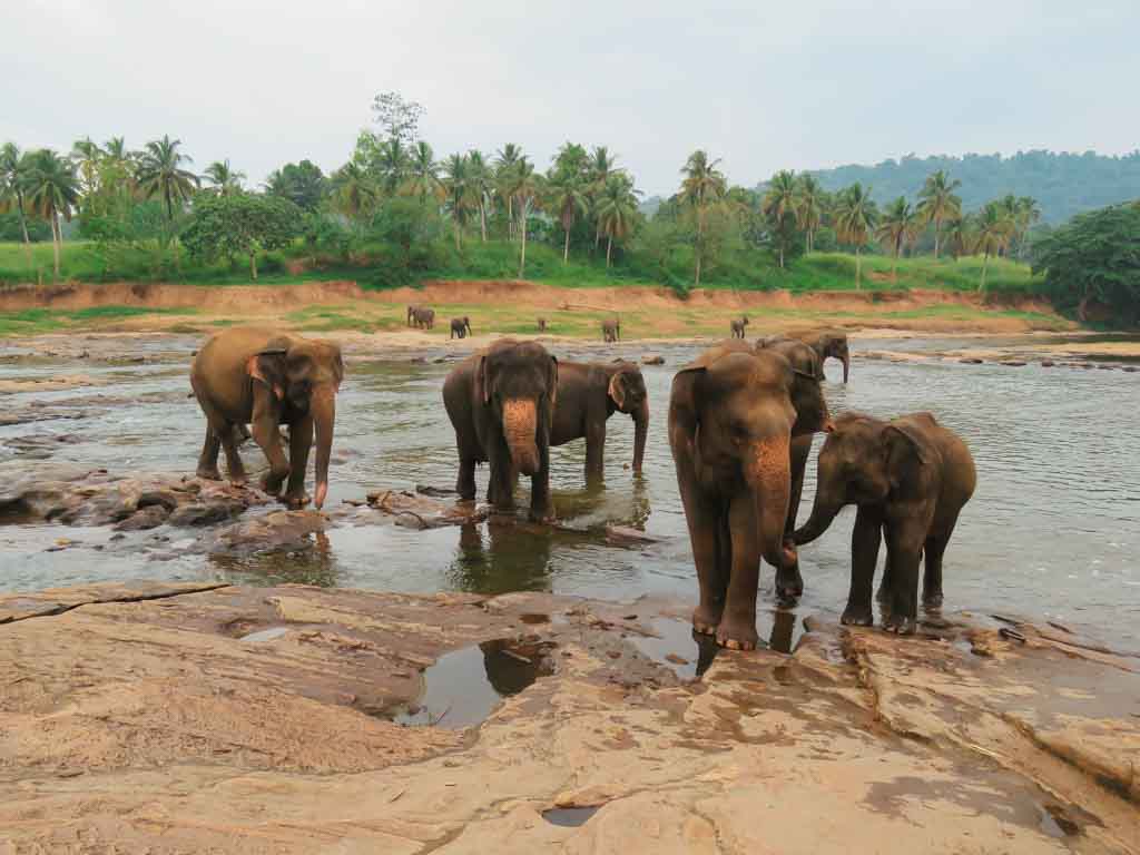 sri-lanka-por-libre-donde-orfanto-elefantes-pinnawala-justwotravel