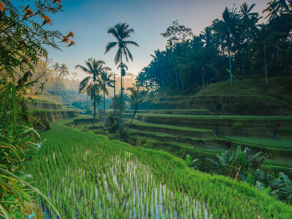 tegalalang-rice-indonesia-por-libre-justwotravel